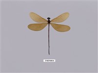 藏品(白痣珈蟌)的圖片